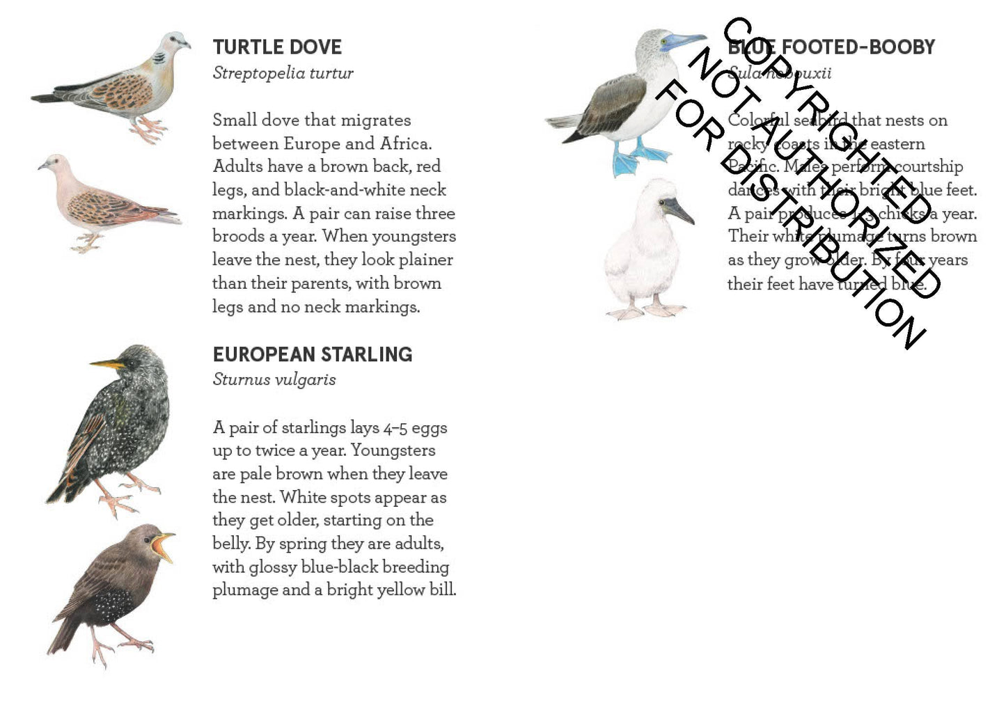 Match a Baby Bird