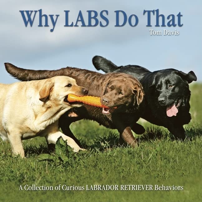 Pourquoi les labradors font ça