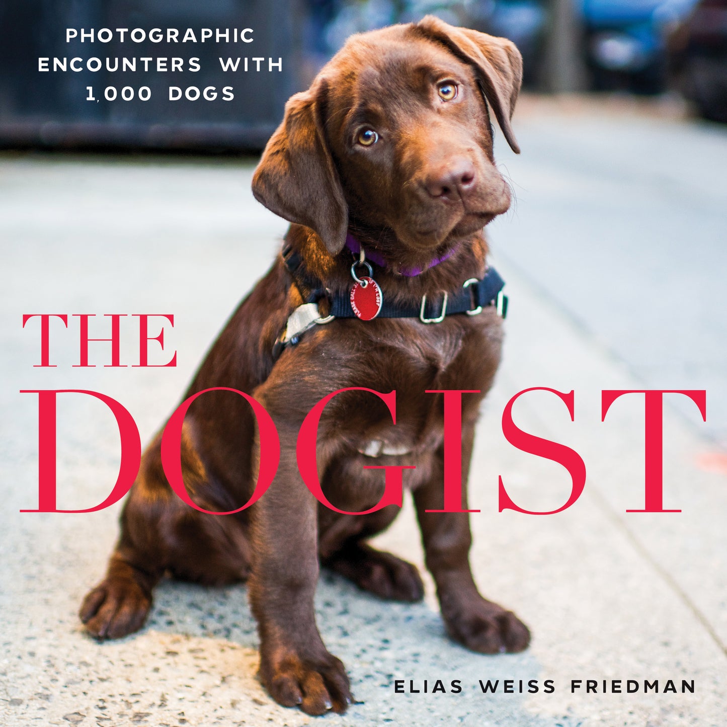 The Dogist - Agricola Street Books
