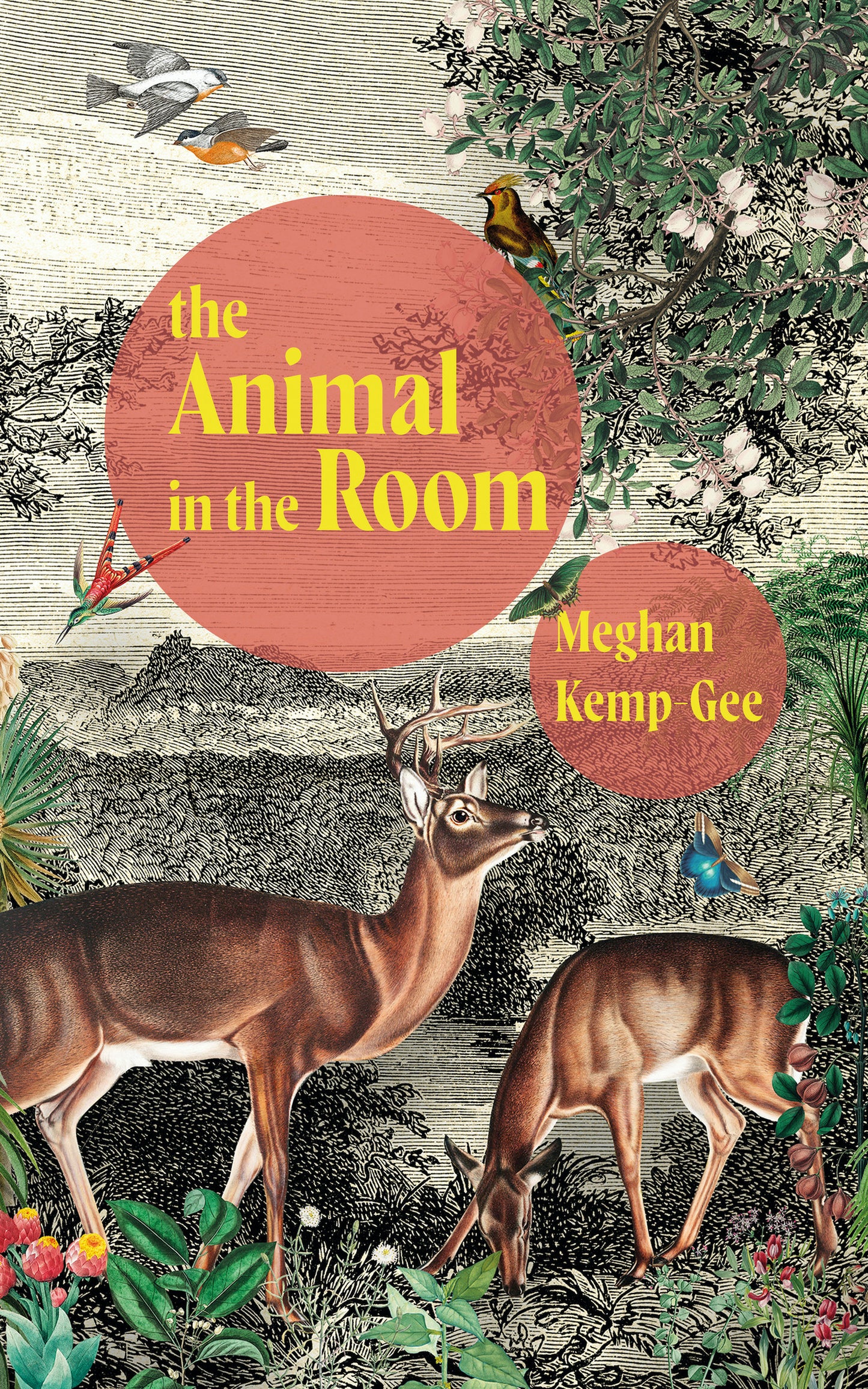 The Animal in the Room - Agricola Street Books