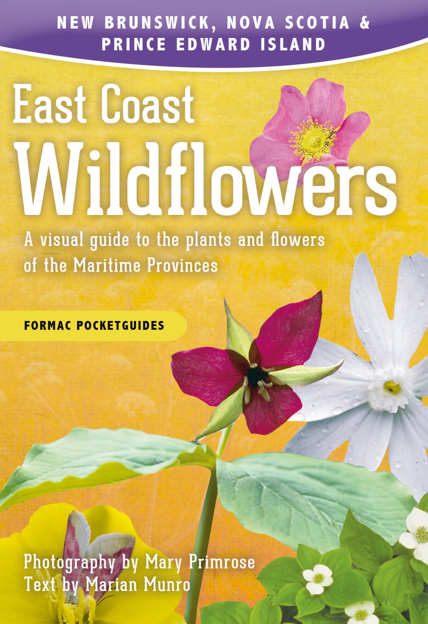 East Coast Wildflowers