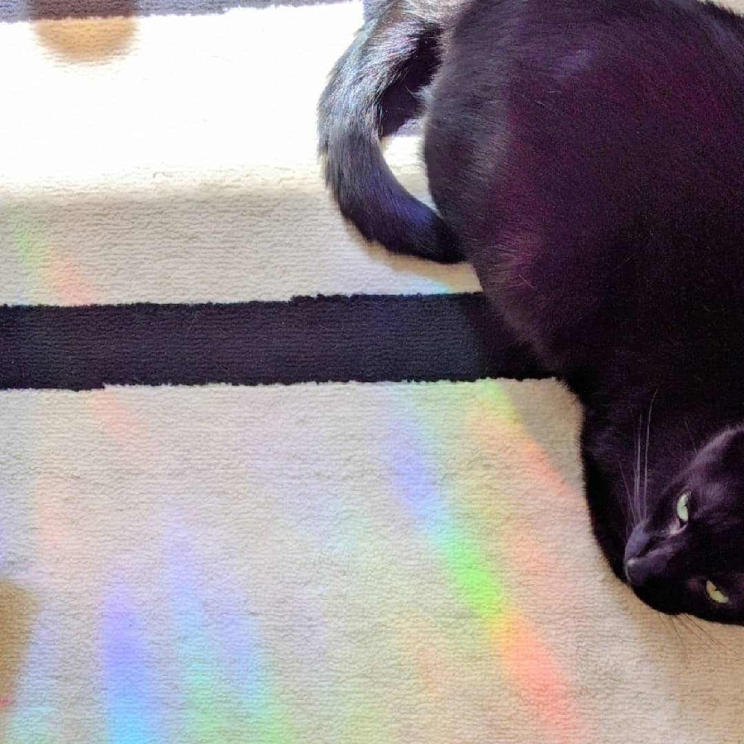 Prismatic Kitty - Whale Suncatcher Sticker | Window Cling | Coastal Decor