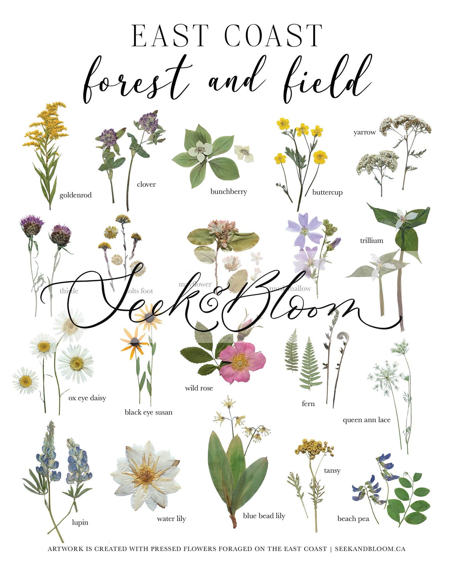 Seek & Bloom Creative Co. - Forest and Field, East Coast Wildflowers, Art Print 8x10