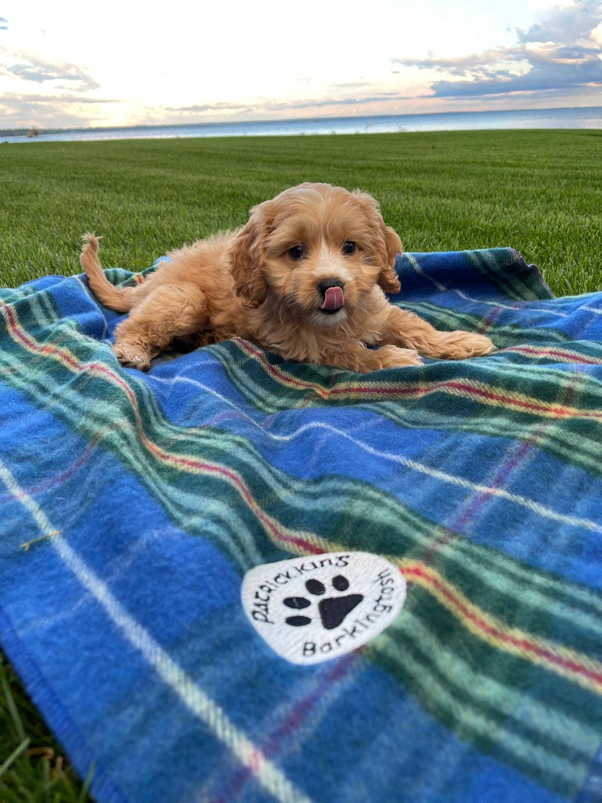 Patrick King Woollen Company - Nova Scotia Dog Blanket Small/Med