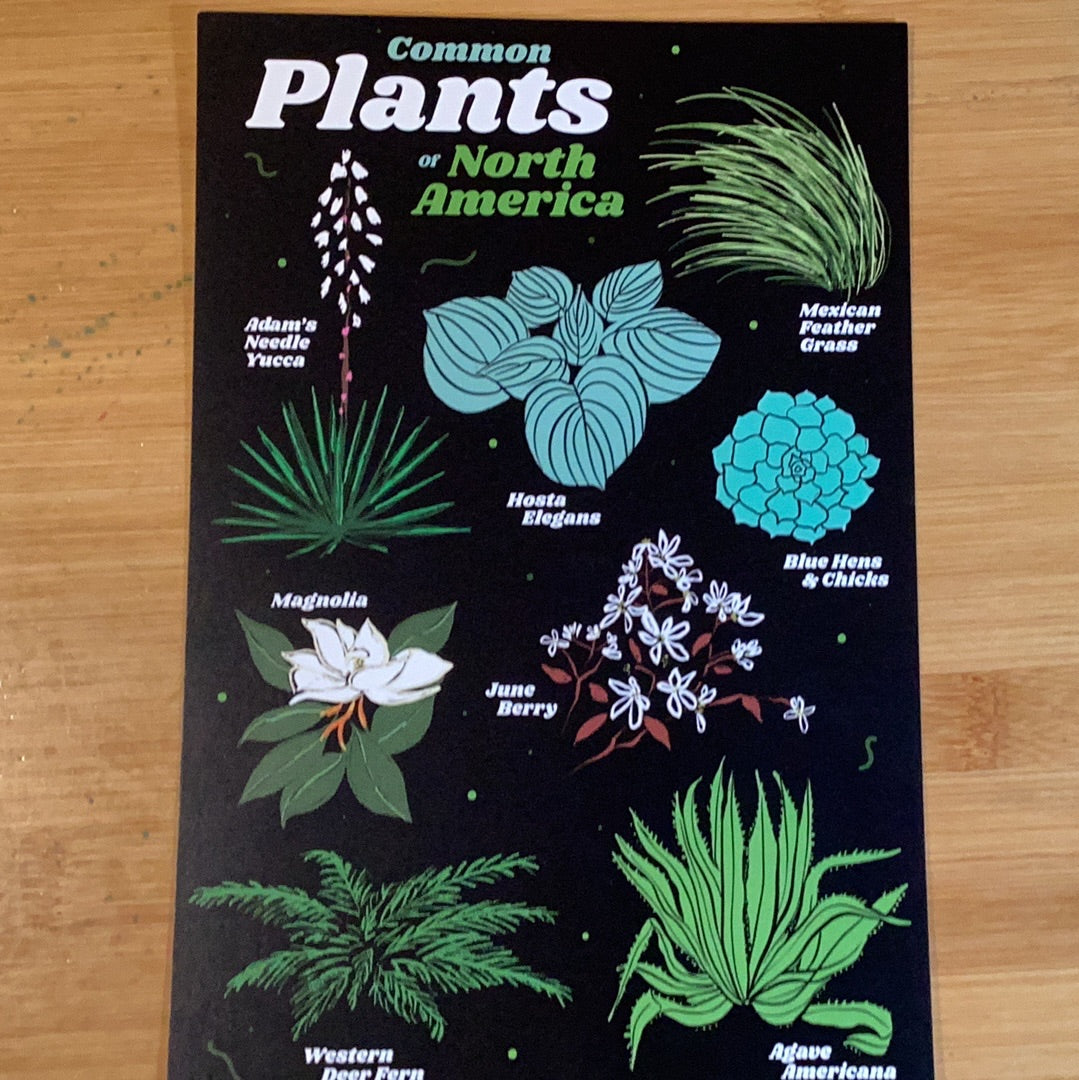 Common Plants of North America 6x9 Postcard