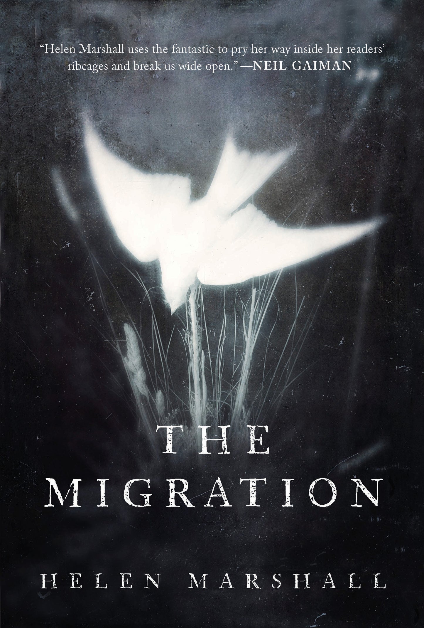 The Migration - Agricola Street Books