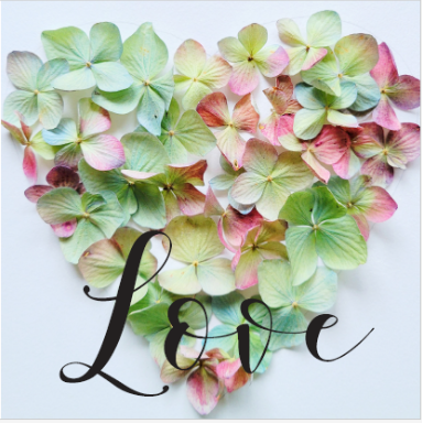 Sasha Sheppard Flower Cards - Agricola Street Books