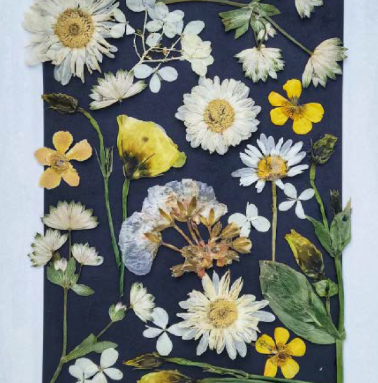 Sasha Sheppard Flower Cards - Agricola Street Books
