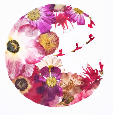 Sasha Sheppard Flower Cards - Agricola Street Books