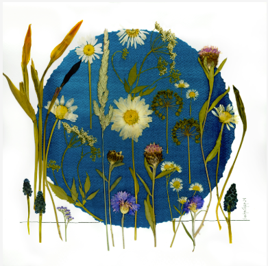 Sasha Sheppard Flower Cards - Agricola Street Books