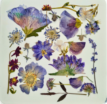 Sasha Sheppard Flower Cards - Agricola Street Books