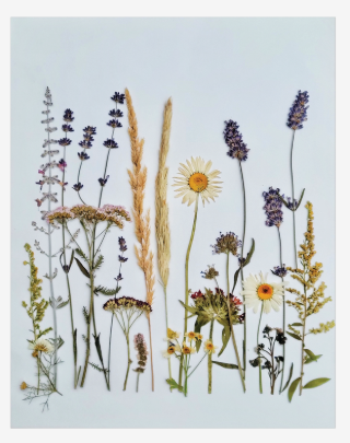 Sasha Sheppard Flower Cards - Agricola Street Books